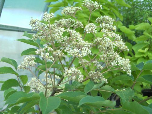 Kínai mézesfa - Euodia hupehensis/Tetradium danielli