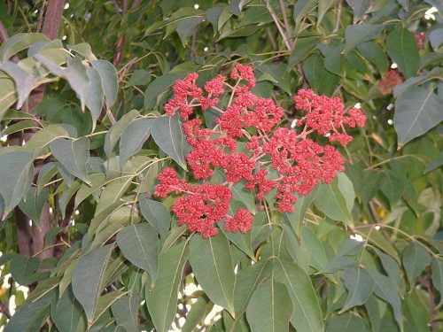 Kínai mézesfa - Euodia hupehensis/Tetradium danielli