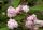 Érdeslevelű gyöngyvirágcserje 'Pink Pom Pom' fajta - Deutzia x hybrida 'Pink Pom Pom'