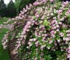 Érdeslevelű gyöngyvirágcserje 'Pink Pom Pom' fajta - Deutzia x hybrida 'Pink Pom Pom'