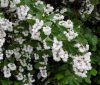 Érdeslevelű gyöngyvirágcserje 'Pride of Rochester' fajta - Deutzia scabra 'Pride of Rochester'