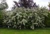 Érdeslevelű gyöngyvirágcserje 'Pride of Rochester' fajta - Deutzia scabra 'Pride of Rochester'