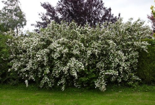 Érdeslevelű gyöngyvirágcserje  - Deutzia scabra 'Pride of Rochester'