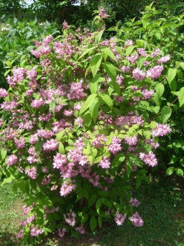 Érdeslevelű gyöngyvirágcserje  - Deutzia x hybrida 'Tourbillon Rouge'