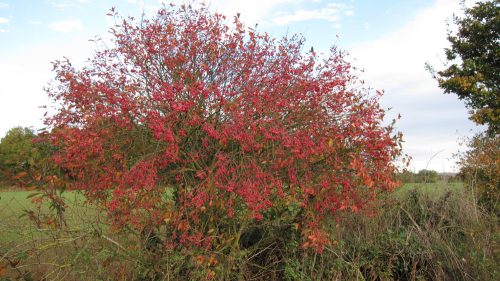 Közönséges kecskerágó - Euonymus europaeus