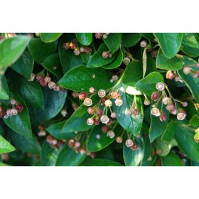 Fénylő madárbirs - Cotoneaster lucidus