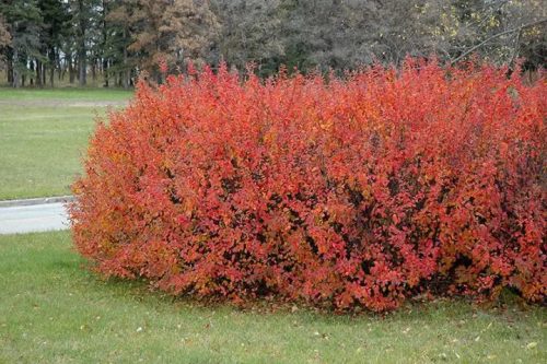 Fénylő madárbirs - Cotoneaster lucidus