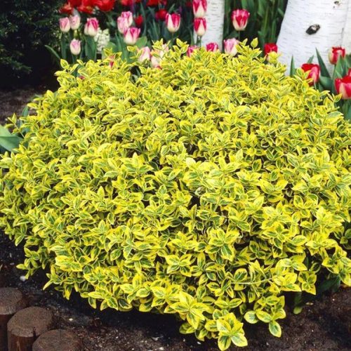 Arany kúszó kecskerágó  - Euonymus fortunei 'Canadale Gold'