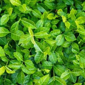   Kúszó kecskerágó - Euonymus fortunei 'Coloratus'