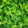 Kúszó kecskerágó 'Coloratus' fajta - Euonymus fortunei 'Coloratus'