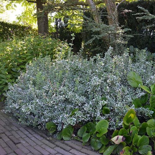 Fehértarka levelű kúszó kecskerágó  - Euonymus fortunei 'Emerald Gaiety'