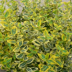   Sárgatarka levelű kúszó kecskerágó  - Euonymus fortunei 'Emerald'n Gold'