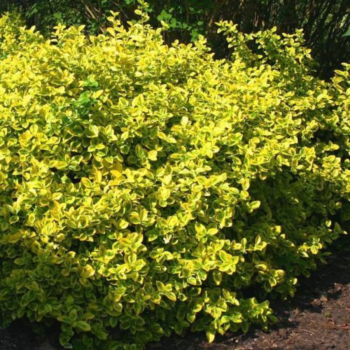Sárgatarka levelű kúszó kecskerágó  - Euonymus fortunei 'Emerald'n Gold'