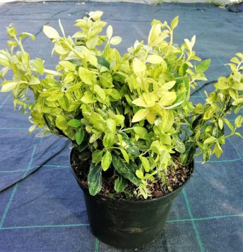 Kúszó kecskerágó - Euonymus fortunei 'Golden Harlequin'