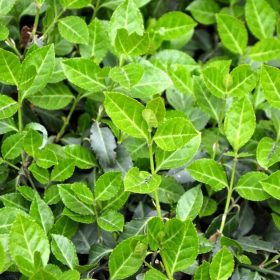   Kúszó kecskerágó - Euonymus fortunei 'Hort's Blaze'
