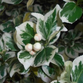   Kúszó kecskerágó  - Euonymus fortunei 'Silver Queen'