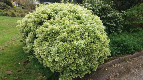 Kúszó kecskerágó  - Euonymus fortunei 'Silver Queen'