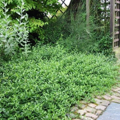 Kúszó kecskerágó 'Tustin' fajta - Euonymus fortunei 'Tustin'