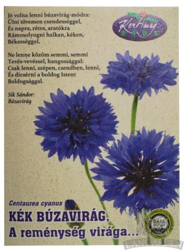 Búzavirág - Centaurea cyanus