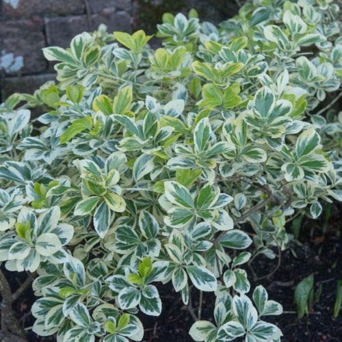 Fehér-tarka japán kecskerágó 'Albomarginatus' fajta - Euonymus japonicus 'Albomarginatus'