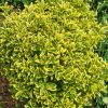 Sárga szegélyű japán kecskerágó - Euonymus japonicus 'Aureomarginatus'