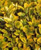 Sárga szegélyű japán kecskerágó 'Aureomarginatus' fajta - Euonymus japonicus 'Aureomarginatus'