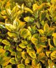 Sárga szegélyű japán kecskerágó - Euonymus japonicus 'Aureomarginatus'