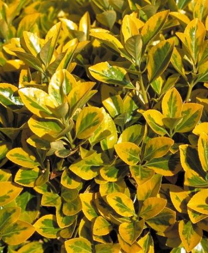 Sárga szegélyű japán kecskerágó - Euonymus japonicus 'Aureomarginatus'