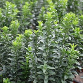   Japán kecskerágó 'Green Spire' fajta - Euonymus japonicus 'Green Spire'