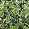 Fehér-tarka japán kecskerágó  - Euonymus japonicus 'Kathy'
