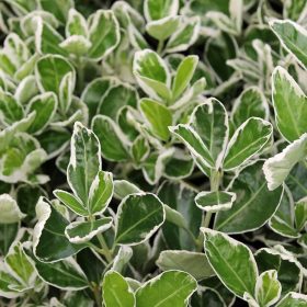   Fehér-tarka japán kecskerágó  - Euonymus japonicus 'Kathy'