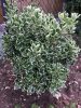 Fehér-tarka japán kecskerágó  - Euonymus japonicus 'Kathy'