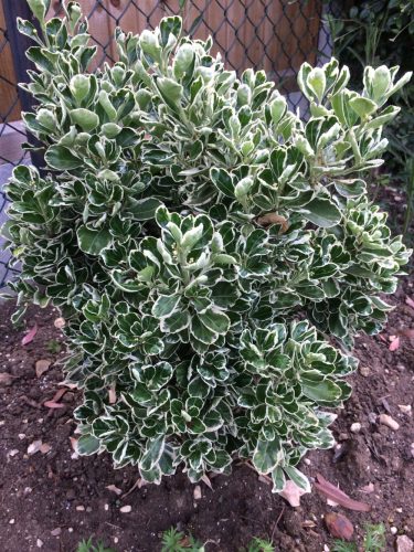 Fehér-tarka japán kecskerágó  - Euonymus japonicus 'Kathy'