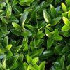 Törpe japán kecskerágó  - Euonymus japonicus 'Microphyllus'