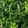 Törpe japán kecskerágó  - Euonymus japonicus 'Microphyllus'