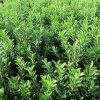 Törpe japán kecskerágó  - Euonymus japonicus 'Microphyllus'