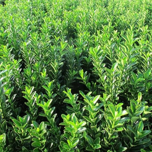 Törpe japán kecskerágó  - Euonymus japonicus 'Microphyllus'