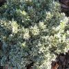 Törpe japán kecskerágó - Euonymus japonicus 'Microphyllus Albovariegatus'