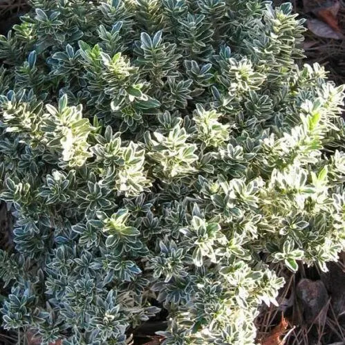 Törpe japán kecskerágó - Euonymus japonicus 'Microphyllus Albovariegatus'