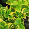 Sárga szegélyű japán kecskerágó -  Euonymus japonicus 'Ovatus Aureus'