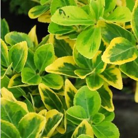   Sárga szegélyű japán kecskerágó -  Euonymus japonicus 'Ovatus Aureus'