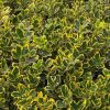 Sárga szegélyű japán kecskerágó -  Euonymus japonicus 'Ovatus Aureus'