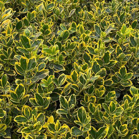 Sárga szegélyű japán kecskerágó -  Euonymus japonicus 'Ovatus Aureus'