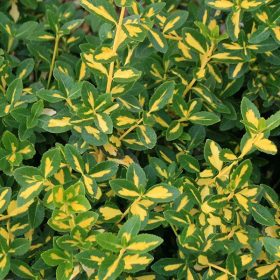   Sárga tarka kúszó kecskerágó 'Blondy' fajta - Euonymus fortunei 'Blondy'