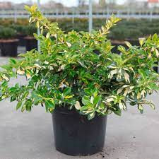 Sárga tarka kúszó kecskerágó 'Blondy' fajta - Euonymus fortunei 'Blondy'