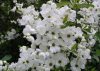 Fürtös gyöngycserje - Exochorda racemosa