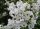 Fürtös gyöngycserje - Exochorda racemosa