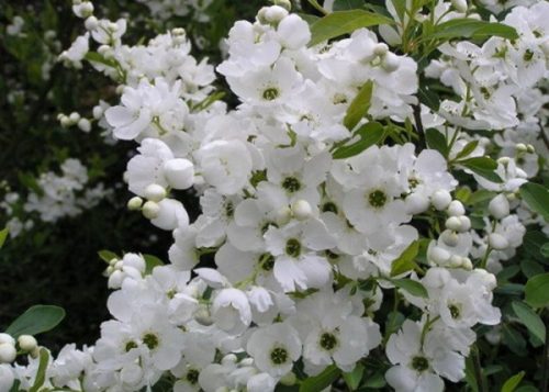Fürtös gyöngycserje - Exochorda racemosa