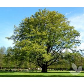 Közönséges bükk - Fagus sylvatica