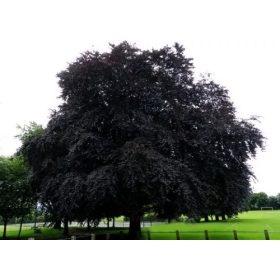 Vérbükk - Fagus sylvatica 'Atropunicea'